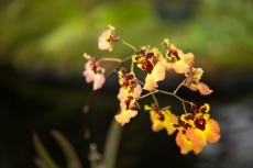 En novembre, les orchidées colonisent la France