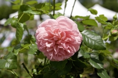 Plein feu sur les roses chez Mela Rosa