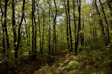 Coup de pouce aux forêts du Grand Paris