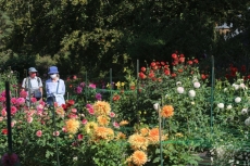 Le palmares du Concours du Dahlia 2020