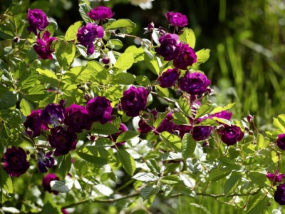 La plantation des rosiers