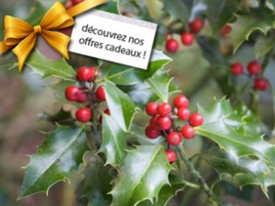 Special Holidays