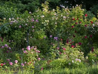 Rose gardens