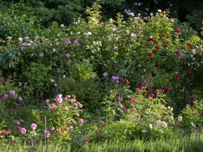 Jardins de roses