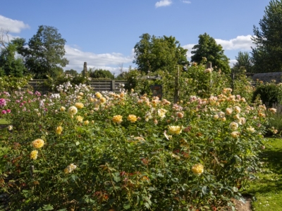 Jardins de roses