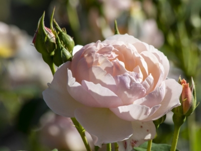 L'Art des Jardins n°68