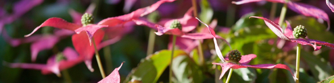 Découvrez L'Art des Jardins et du Paysage, le magazine de la culture jardin