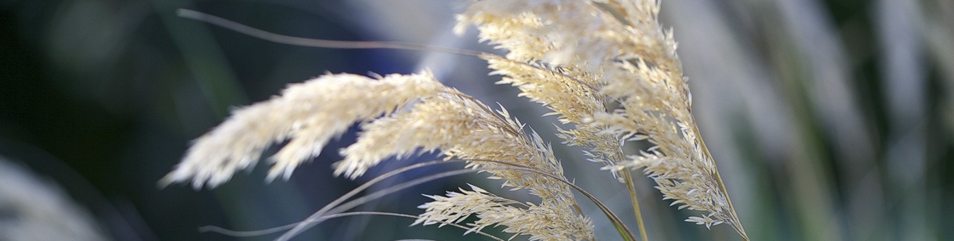 Subscribe to L'Art des Jardins